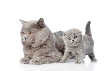 Aufkleber - little kitten standing near his mother. isolated on white backgr