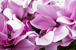  flowers of pink cyclamen - close up