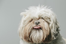 Tongue Out On A Cute White Hairy Pet Dog