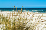Fototapeta Morze - Grass sand dune beach sea view, Leba, Baltic Sea landscape, Poland