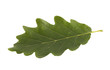 © Jakub Krechowicz - Green oak leaf isolated on white with clipping path