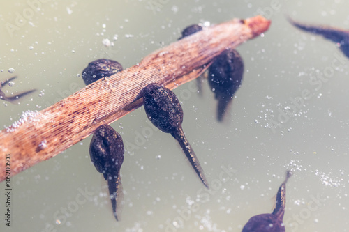 Fotografia, Obraz Tadpoles (Frogs in the Larval Stage) Underwater on a Stalk