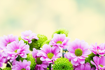 Easter, spring flowers background. More flowers.