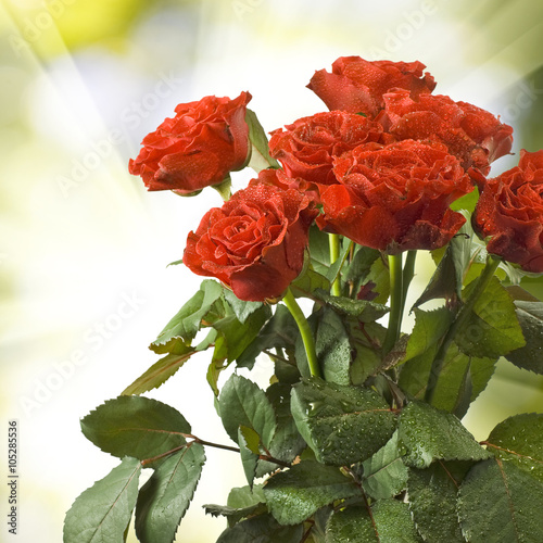Naklejka na szybę image of many red flowers on sun background