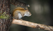 Sleepy springtime Red squirrel with eyes closed, resting on a pine tree branch in a woods. 