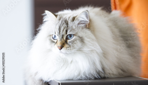 Siberian Cat Long Haired Kitten White Neva Masquerade Version