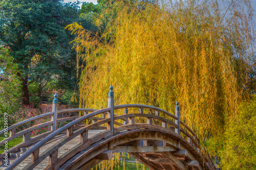 Fototapeta na wymiar Yellow Willow Tree in Autumn with Curved Foreground Bridge