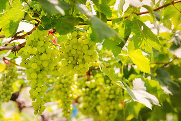  Гроздья белого винограда на ветках, время сбора урожая