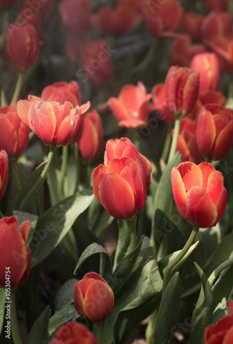 Naklejka nad blat kuchenny orange tulips