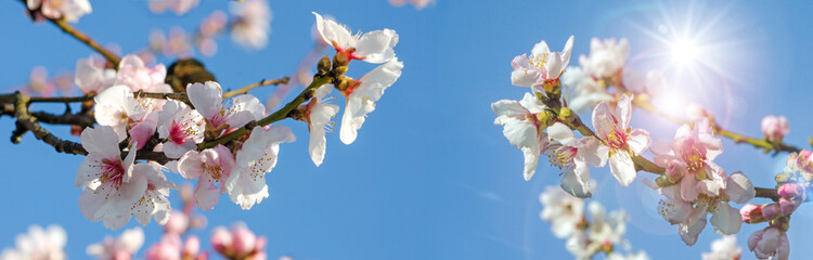 Fotomurales - Greeting Card: Spring Beauty: Fragrant Almond Blossoms :)