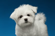Cute White Maltese Puppy with Funny tail Looking in Camera