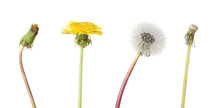 Four Stage Of A Dandelion Isolated On White Backgroun