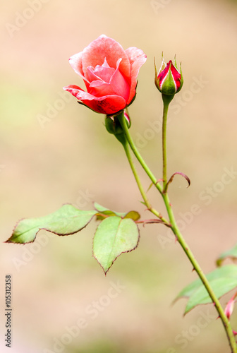 Fototapeta na wymiar rose champêtre