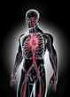 Human Internal System - Circulatory System.