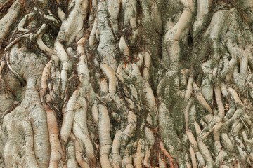 Aufkleber - Tree root texture for pattern