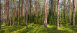 © Dmitry Naumov - Summer fir forest panorama