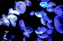 Beautiful Moon Jellyfish (Aurelia Aurita) Suspended In Water And
