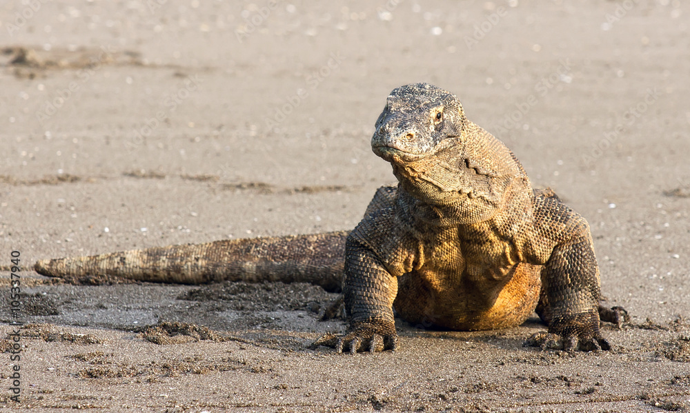 Komodo dragon, famous reptile lizard species. The habitat on Komodo and Rincha Island.