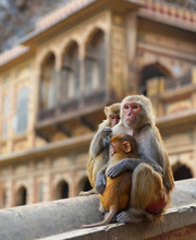Jaipur, India : Baby Monkey With It’s Family In Front Of Galta Palace In The Sacred Monkey Temple.