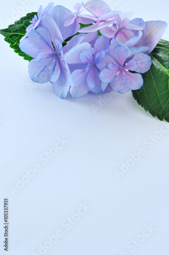 紫陽花の花水色背景stock Photo Adobe Stock