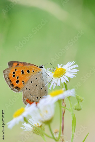 野原に咲く白色の花と蝶々 Stock Photo Adobe Stock 野原に咲く白色の花と蝶々 Stock Photo Adobe Stock