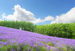 Lavender field and blue sky in summer at furano hokkaido japan