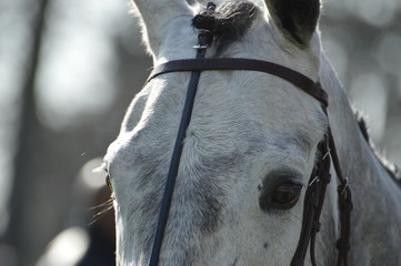 Sticker - chevaux de courses