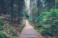Hiking Path Inside Forest Landscape