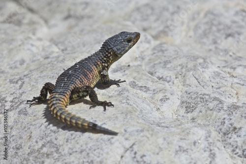 armadillo girdled lizard for sale