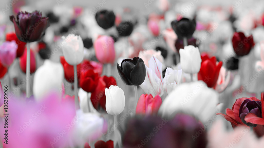 Przyciemnione tulipany żałobne - obrazy, fototapety, plakaty 