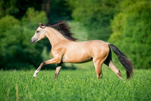 Beautiful Buckskin Horse Running In Forest