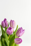 Fototapeta Tulipany - Purple tulips flowers