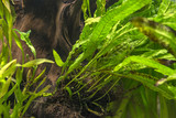 aquarium plant - Microsorium pteropus