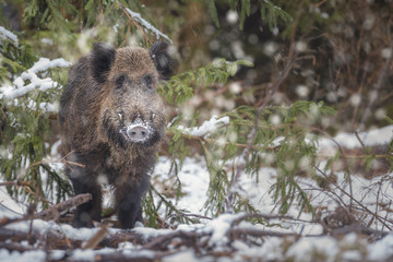 Wall Mural - Winter boar in falling snow