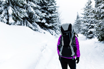 Wall Mural - Woman hiking in winter woods with backpack