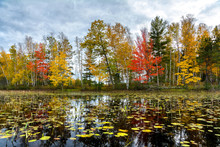 Lily Pads Adorn The Still Surface Of The Tiger Cat Flowage In Northern Wisconsin During Autumn.