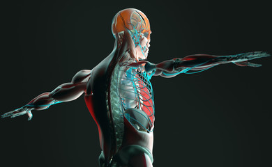 human anatomy 3d futuristic scan technology with xray-like view of human body. vibrant colors. xray-