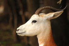 Dama Gazelle Side Look