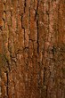 Old bark wood cracked texture with lichen