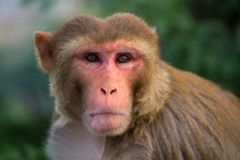Portrait Of Rhesus Macaque (Macaca Mulatta)