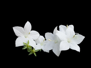 beautiful  white campanula is isolated on black background