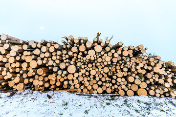 logs closeup, pine logs, russian winter