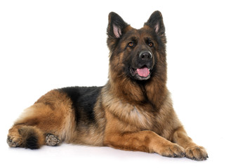 Wall Mural - adult german shepherd