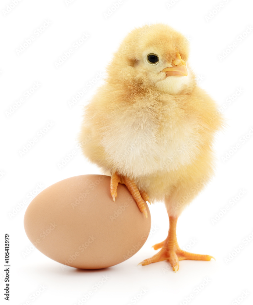 chicken and egg - obrazy, fototapety, plakaty 