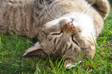 Cat Funny Sleeping On The Grass