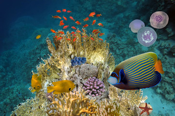 Wall Mural - Underwater scene, showing different colorful fishes swimming