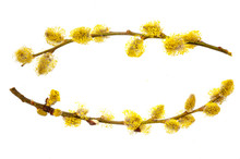 Branches Of A Young Willow On A White Background.