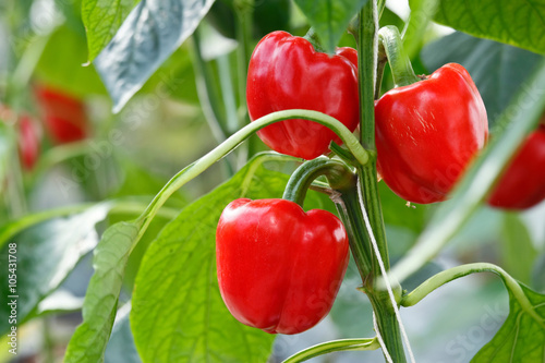 Cuadros en Lienzo Pimiento rojo (pimiento) en el árbol de la pimienta