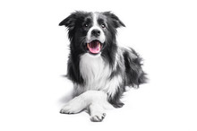 Portrait Of A Border Collie On A Light Background