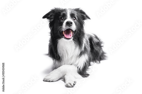 Cuadros en Lienzo Portrait of a Border Collie on a light background